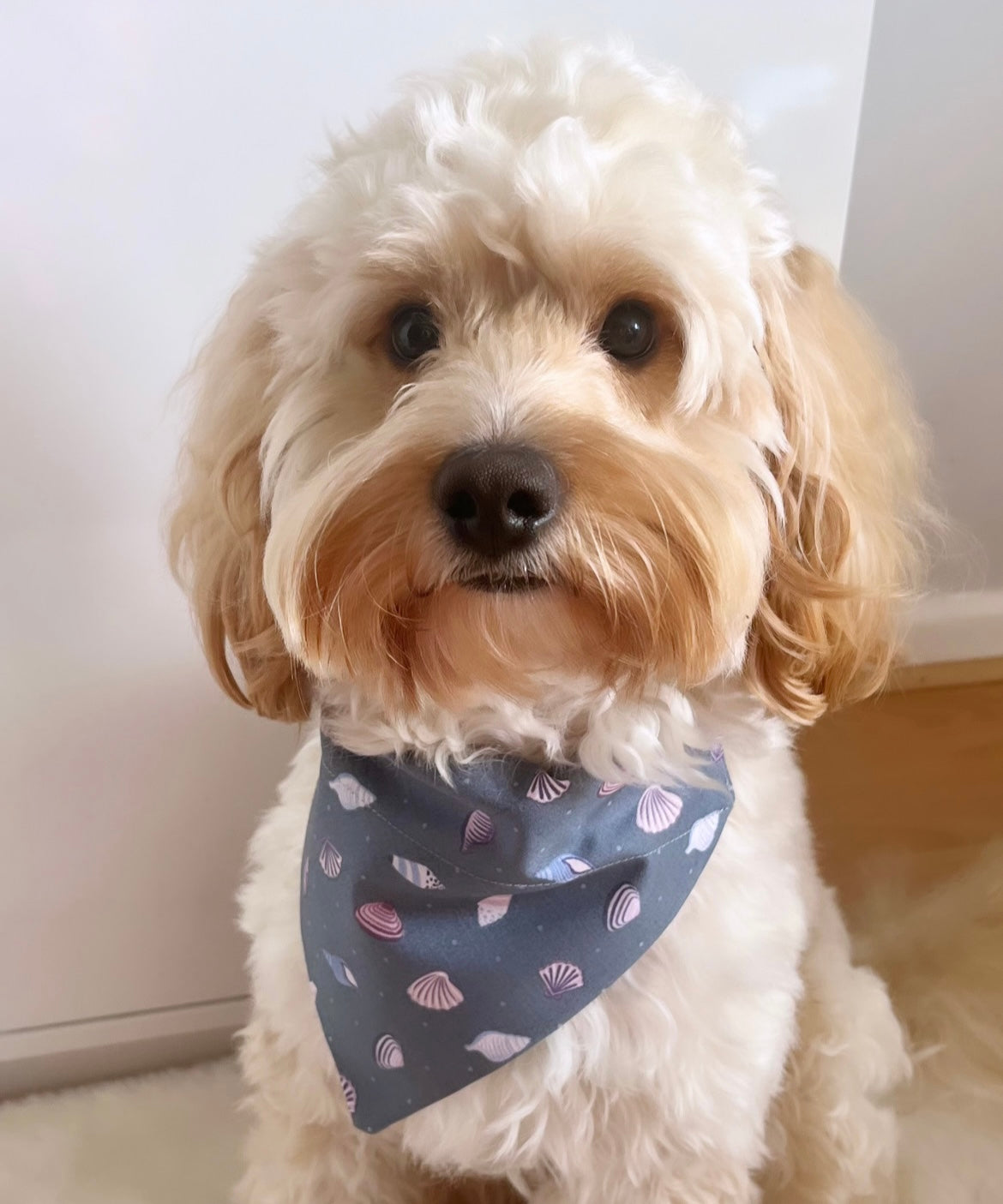 'Shell Yeah!' (Grey) Pet Bandana