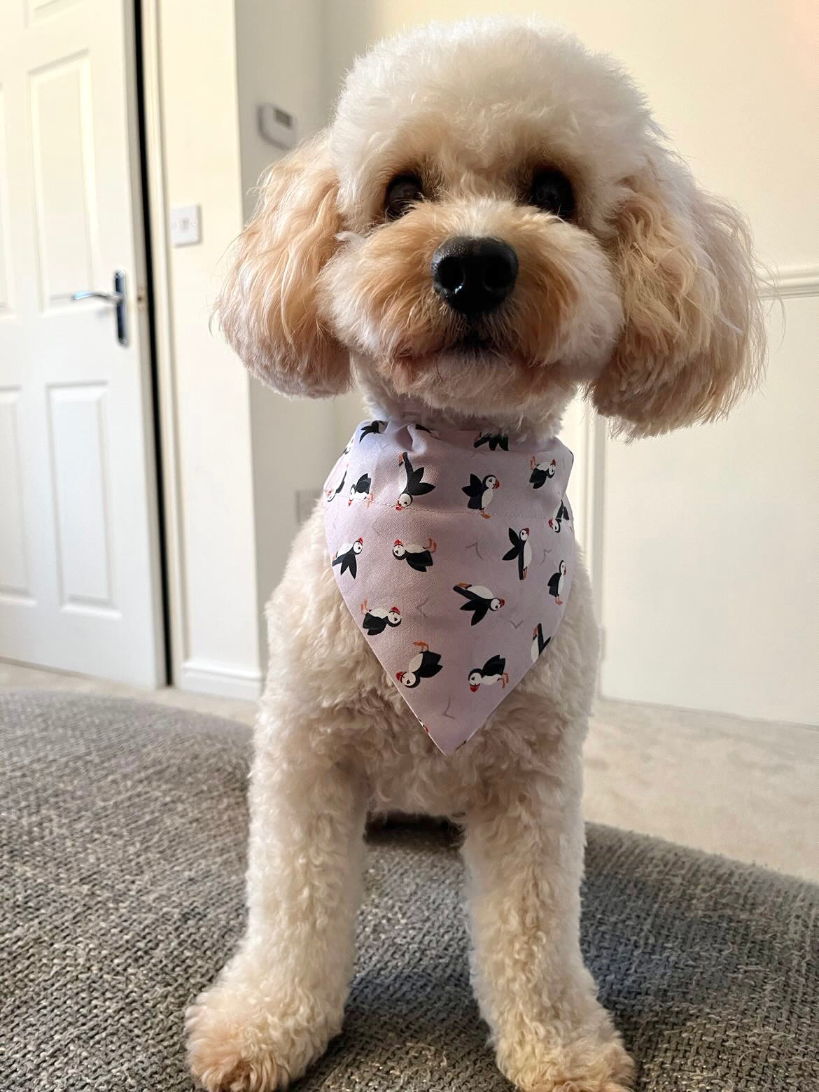 ‘So Puffin Cute’ Pet Bandana