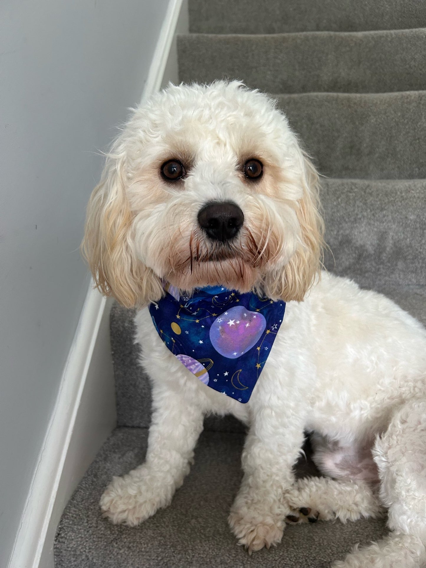 ‘Out Of This World’ Pet Bandana