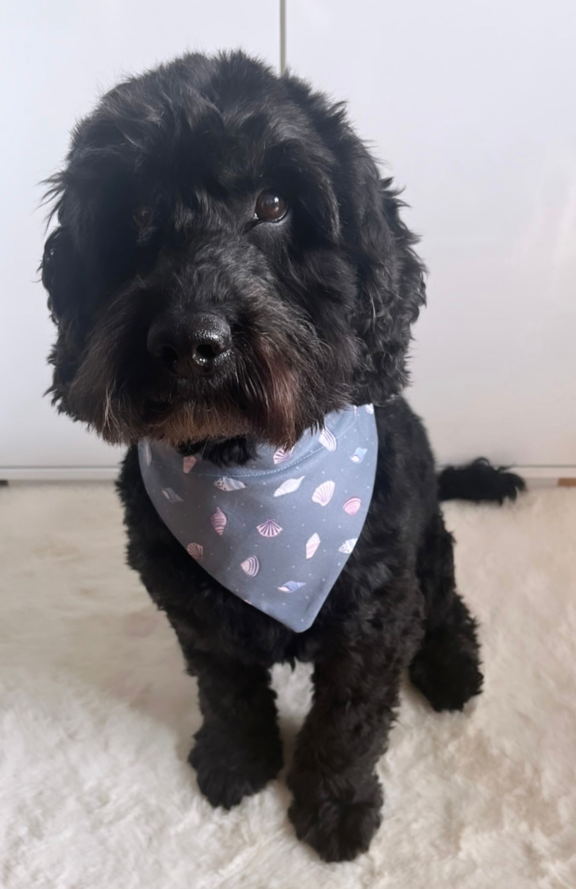 'Shell Yeah!' (Grey) Pet Bandana