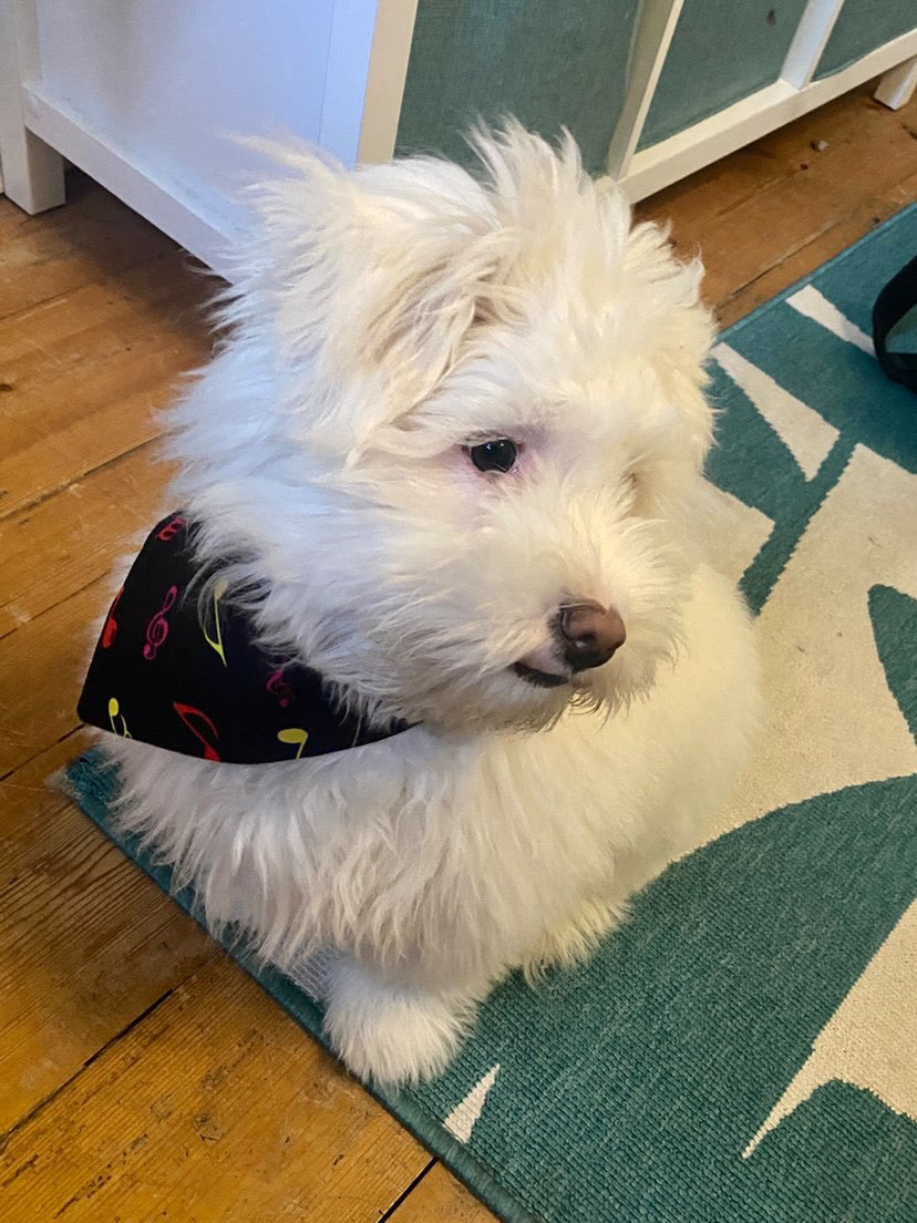 ‘Don’t Paws The Music’ Pet Bandana