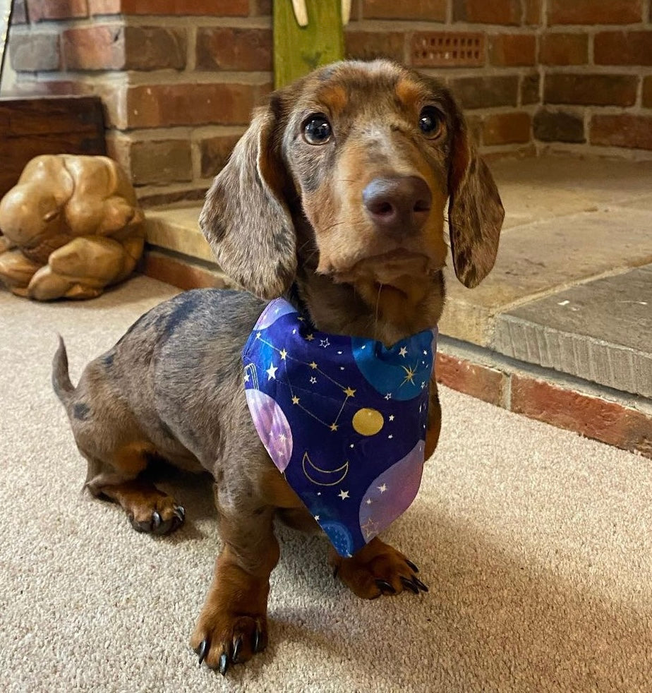 ‘Out Of This World’ Pet Bandana