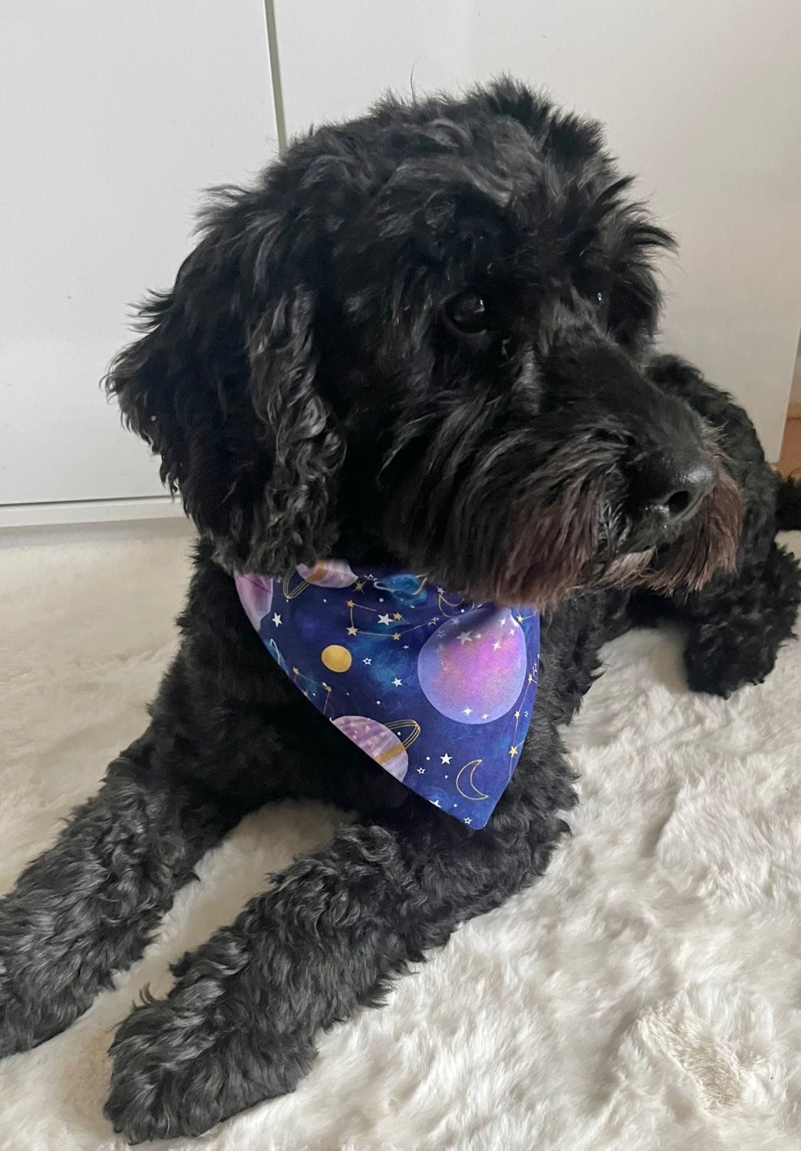 ‘Out Of This World’ Pet Bandana