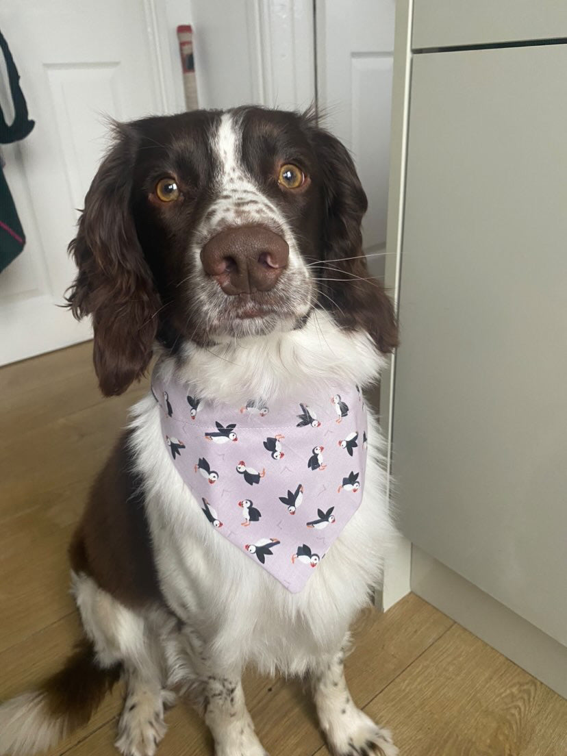 ‘So Puffin Cute’ Pet Bandana